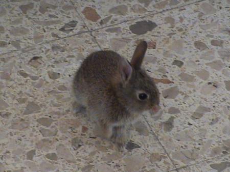 mon lapinou