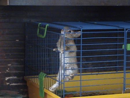 bandi mon petit lapin